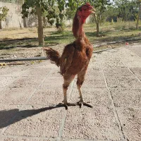 لاری معاوضه بادوچرخه ۲۶|حیوانات مزرعه|کرج, پیشاهنگی|دیوار