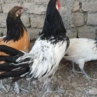 مرغو خروس دزدیده شده|حیوانات|گرگان, |دیوار