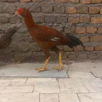 جوجه خروس|حیوانات مزرعه|بوئین زهرا, |دیوار