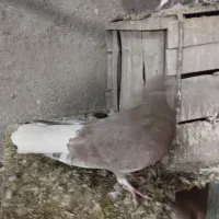 کفتر دم سفید شونی|پرنده|بروجرد, |دیوار