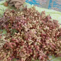 پسته|خوردنی و آشامیدنی|میبد, |دیوار