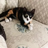 گربه بچه 3ماهه واکسن زده وانگل زدایی شده