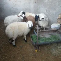 ۴عدد بره سبک دو عدد نر دو عدد ماده