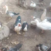 مرغ و خروس اردک و غاز|حیوانات مزرعه|هشتگرد, فاز ۱ مهستان|دیوار