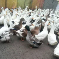 اردک محلی گوشتی و تخمگذار