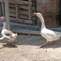 غاز و قوغاز