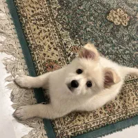 واگذاری پامر