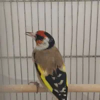 سهره گل قفل