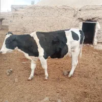 دوراس گاویک راس گوساله ماده ۷ماهه|حیوانات مزرعه|تربت جام, جلگه موسی آباد|دیوار