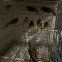 قناری اوپال