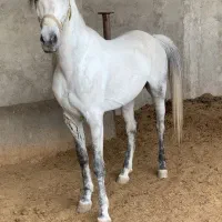 اسب یکسر عرب