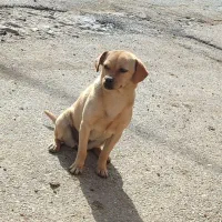 سگ پا کوتاه نژاد دار|سگ|کرمانشاه, |دیوار