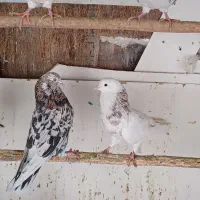 کفتر هما پرشی|پرنده|تهران, افسریه جنوبی|دیوار