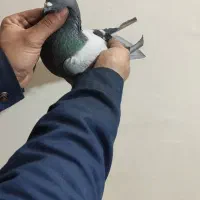 کفتر آس|پرنده|گلستان (تهران), |دیوار