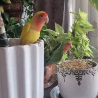۴ عدد طوطی برزیلی