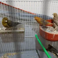 قناری با جوجه