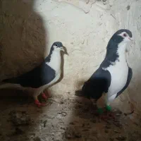 نروماده ساده سیاه ماده شاخی