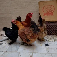 مرغ محلی تخم‌ گذار جوان|حیوانات مزرعه|قم, شهرک امام حسین|دیوار