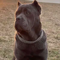 سه قلاده سگ اصیل خالص و قوی کن کورسو نگهبان