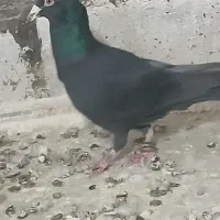 کبوتر|پرنده|بجنورد, |دیوار