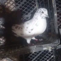 کبوتر|پرنده|گرگان, |دیوار