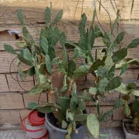 درختچه ۱۵ ساله کاکتوس بار ده