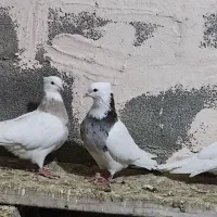 کبوتر|پرنده|زنجان, |دیوار