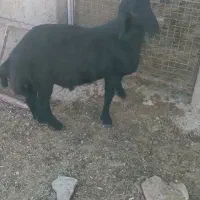 بره نر هترو قره قزل