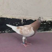 بچ پلاکی
