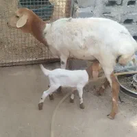 بره داشتی