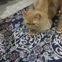 گربه پیدا شده