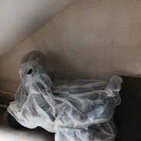 موتور دارویت برقی|موتورسیکلت|فردیس, فردیس|دیوار