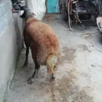 گوسفند نر تخمی|حیوانات مزرعه|قائم‌شهر, |دیوار