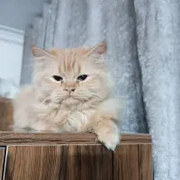 گارفیلد پرشین کلاسیک