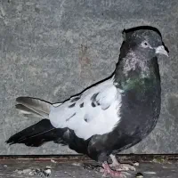 کبوتر|پرنده|سوسنگرد, |دیوار