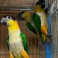 عروس هلندی قناری فنج مرغ عشق طوطی برزیلی|پرنده|پارس‌آباد, |دیوار
