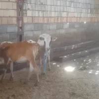 دوعددنوکل