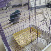 فروش جوجه طوطی راهب|پرنده|بابلسر, |دیوار