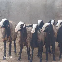 میش های اصیل شال|حیوانات مزرعه|شال, |دیوار