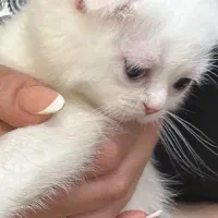 اسکاتیش وایت فولد