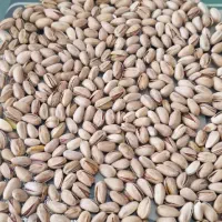 خوشه پسته کال ورسیده شمارادرهرتناژی خریداریم
