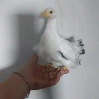 مرغ جاپنیز خروس