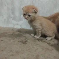 پرشین گلد -اسکاتیش کارامل،پرشین سفید|گربه|تبریز, |دیوار