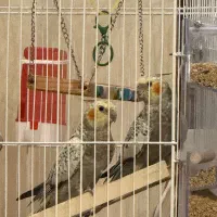 پرنده عروس هلندی