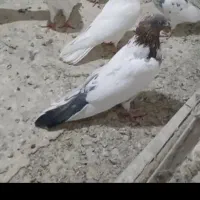 ماده گمشده