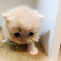 بچه گربه پرشین