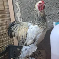 فروش جوجه خروس برهما لایت