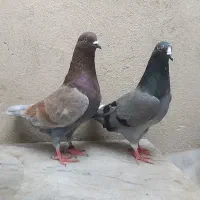 یک جفت نرو ماده تضمینی