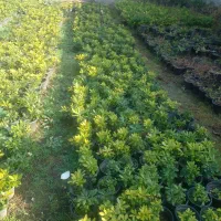 کاج سطل۱۰ ریشه پرس پیچسترون سطل۳|عمدهفروشی|چابکسر, |دیوار