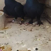 دو جفت کبوتر